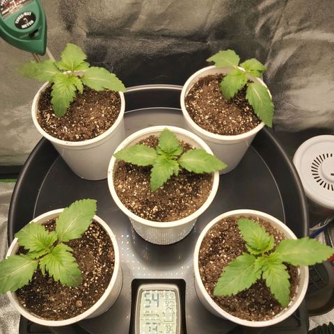 BagSeed A (x4) growlog timeline photo