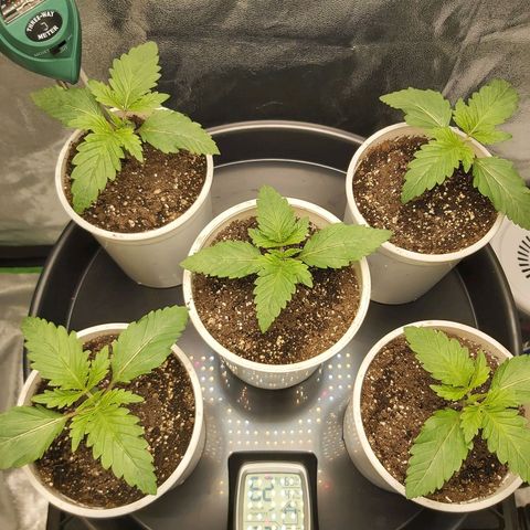 BagSeed A (x4) growlog timeline photo