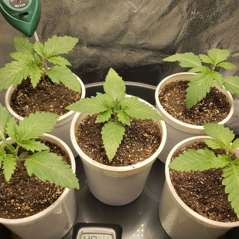 BagSeed A (x4) growlog timeline photo
