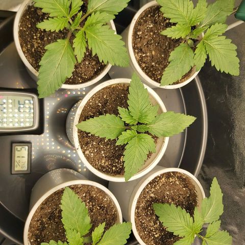 BagSeed A (x4) growlog timeline photo