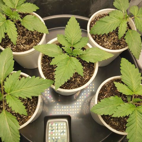 BagSeed A (x4) growlog photo: 9:53pm