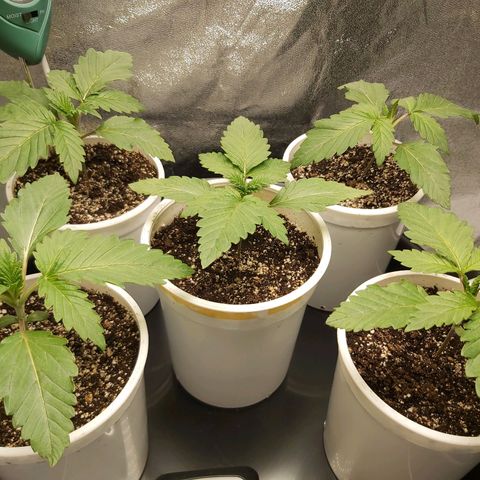 BagSeed A (x4) growlog photo: 9:53pm
