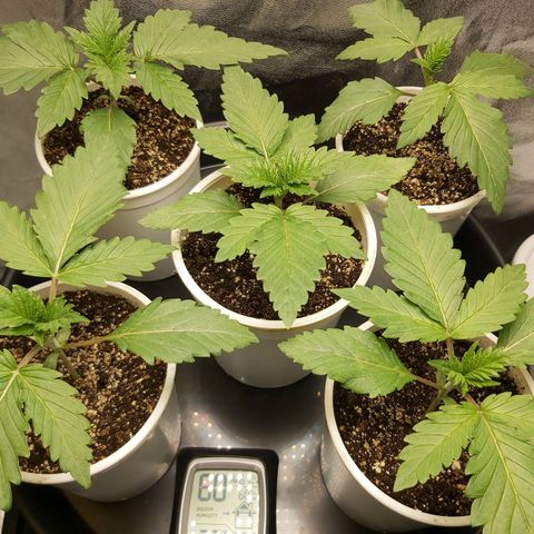 BagSeed A (x4) growlog photo: 8:27pm