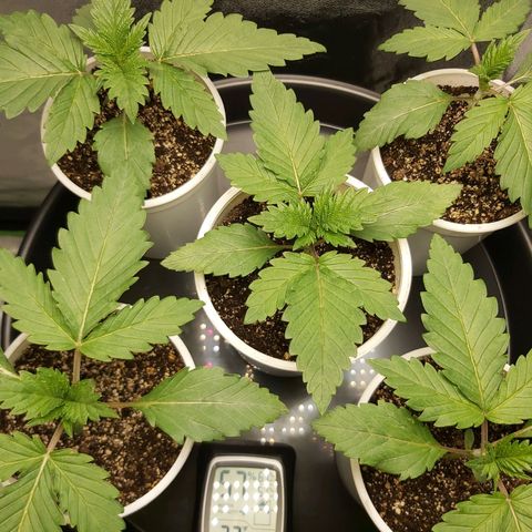 BagSeed A (x4) growlog photo: 8:27pm