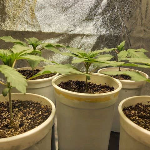 BagSeed A (x4) growlog photo: 8:27pm