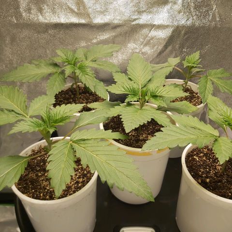 BagSeed A (x4) growlog photo: 10:18pm