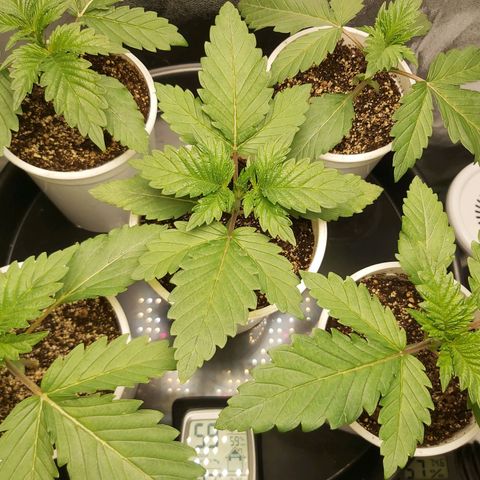 BagSeed A (x4) growlog photo: 10:18pm