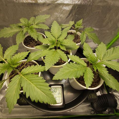 BagSeed A (x4) growlog photo: 10:18pm