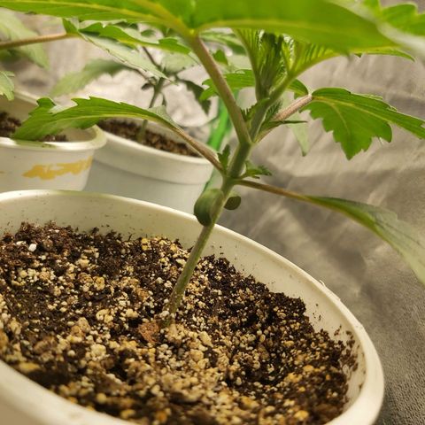 BagSeed A (x4) growlog timeline photo