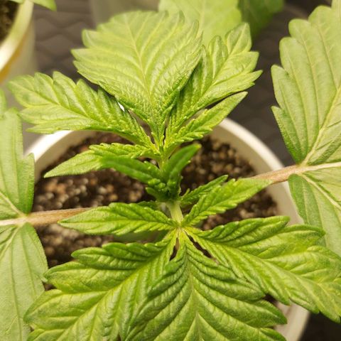 BagSeed A (x4) growlog photo: 10:05pm