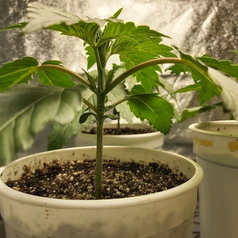 BagSeed A (x4) growlog photo: 10:05pm