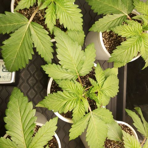 BagSeed A (x4) growlog photo: 10:05pm