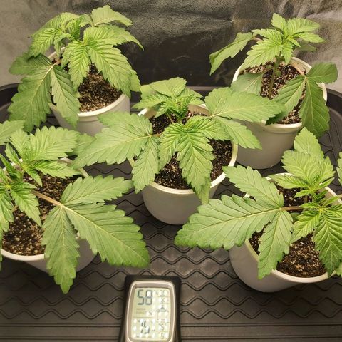 BagSeed A (x4) growlog photo: 10:05pm