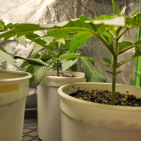 BagSeed A (x4) growlog photo: 9:25pm