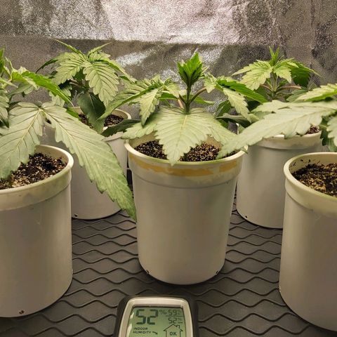 BagSeed A (x4) growlog photo: 9:25pm