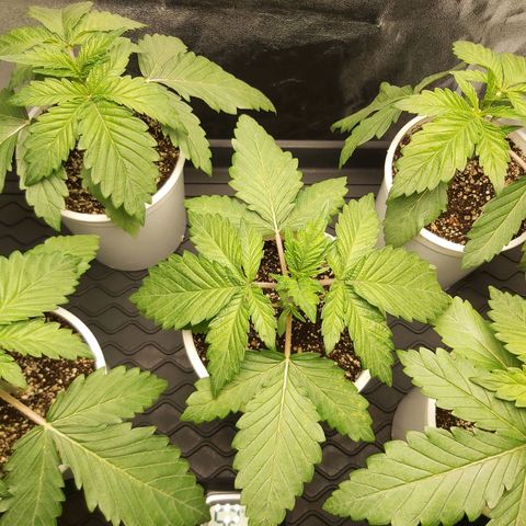 BagSeed A (x4) growlog photo: 9:25pm
