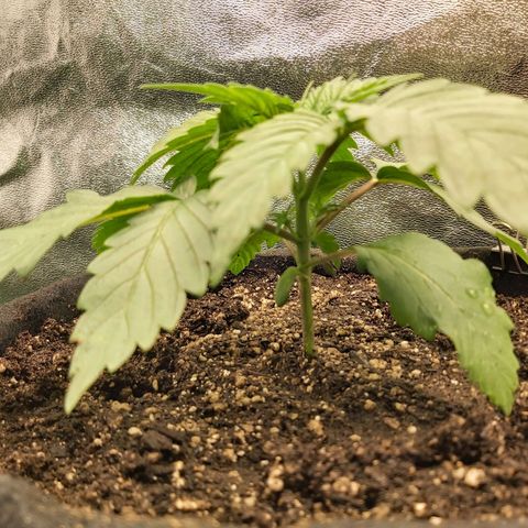 BagSeed A (x4) growlog photo: 1:35pm