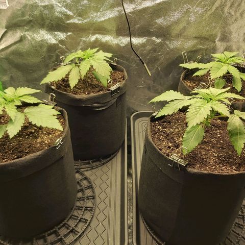 BagSeed A (x4) growlog photo: 1:35pm