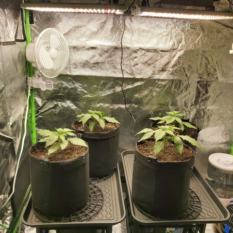 BagSeed A (x4) growlog photo: 1:35pm