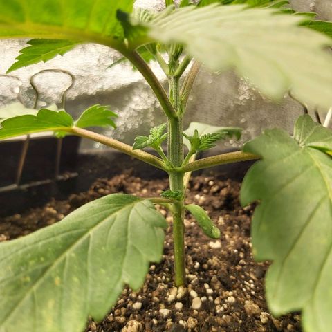 BagSeed A (x4) growlog photo: 1:35pm