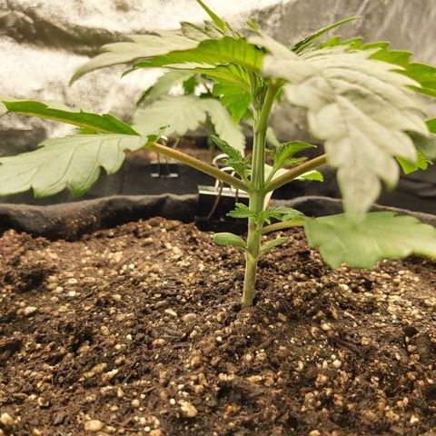 BagSeed A (x4) growlog photo: 1:35pm