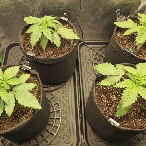 BagSeed A (x4) growlog photo: 1:35pm