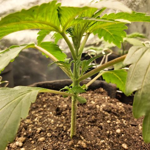 BagSeed A (x4) growlog photo: 1:35pm