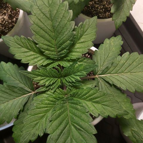 BagSeed A (x4) growlog timeline photo