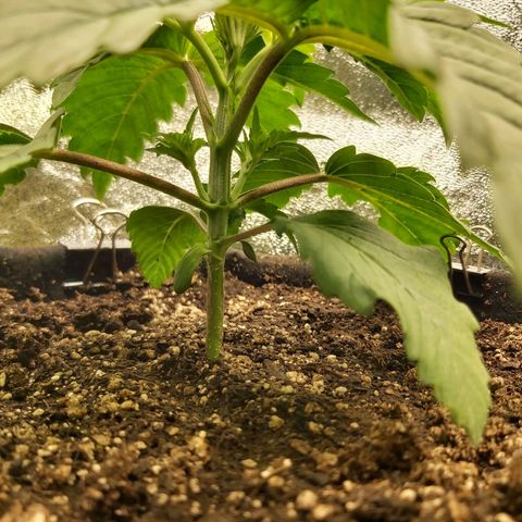 BagSeed A (x4) growlog photo: 10:01pm