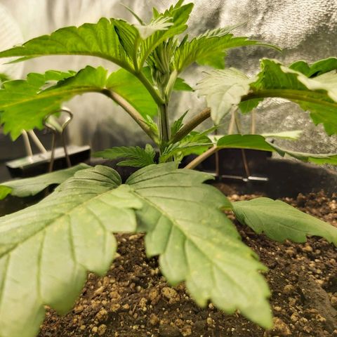 BagSeed A (x4) growlog photo: 10:01pm
