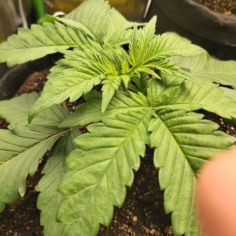 BagSeed A (x4) growlog photo: 10:01pm