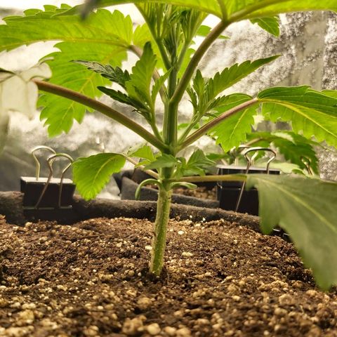 BagSeed A (x4) growlog photo: 10:01pm