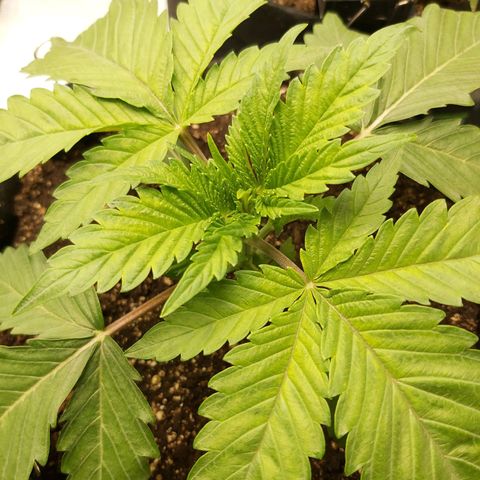 BagSeed A (x4) growlog photo: 10:01pm
