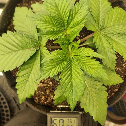 BagSeed A (x4) growlog photo: 10:01pm