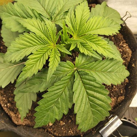 BagSeed A (x4) growlog photo: 10:01pm