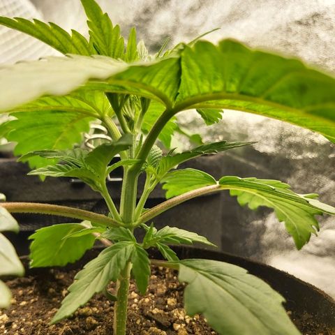 BagSeed A (x4) growlog photo: 10:01pm