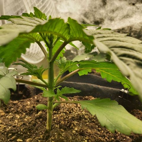 BagSeed A (x4) growlog photo: 10:01pm