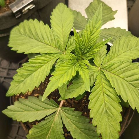 BagSeed A (x4) growlog photo: 10:01pm