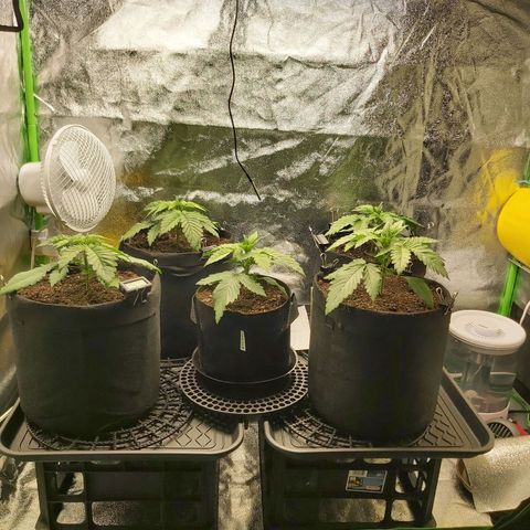 BagSeed A (x4) growlog timeline photo