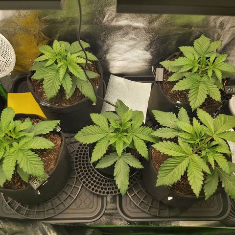 BagSeed A (x4) growlog photo: 10:20pm