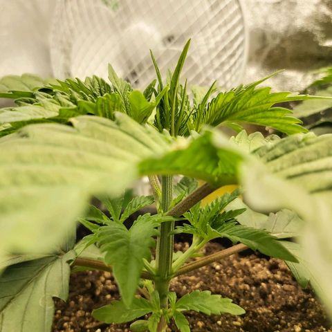 BagSeed A (x4) growlog photo: 10:20pm