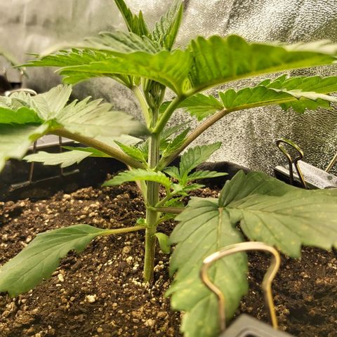 BagSeed A (x4) growlog photo: 10:20pm