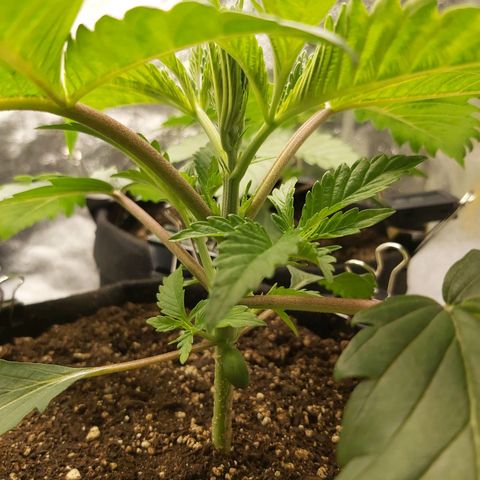 BagSeed A (x4) growlog photo: 10:20pm