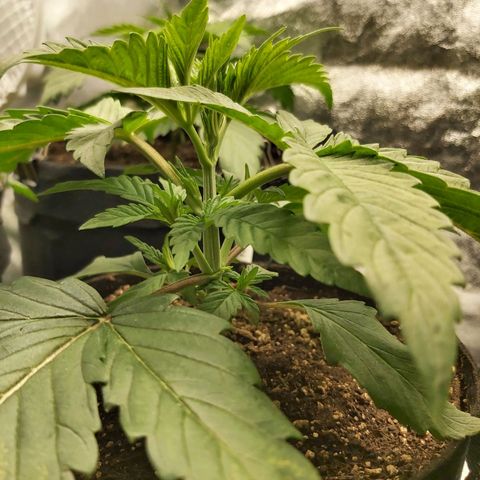 BagSeed A (x4) growlog photo: 10:20pm