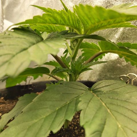 BagSeed A (x4) growlog photo: 10:20pm