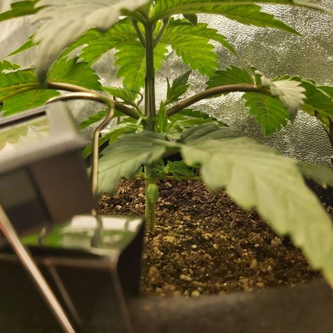 BagSeed A (x4) growlog photo: 10:15pm
