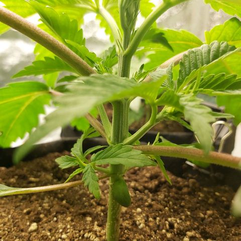 BagSeed A (x4) growlog photo: 10:15pm