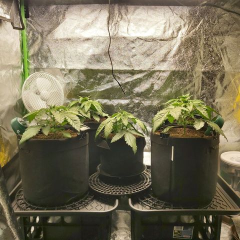 BagSeed A (x4) growlog photo: 10:15pm