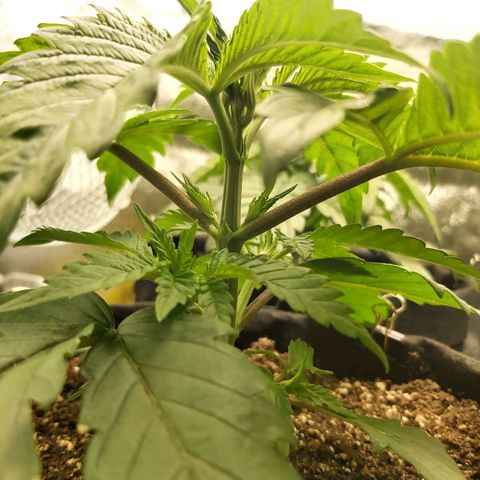 BagSeed A (x4) growlog photo: 10:15pm