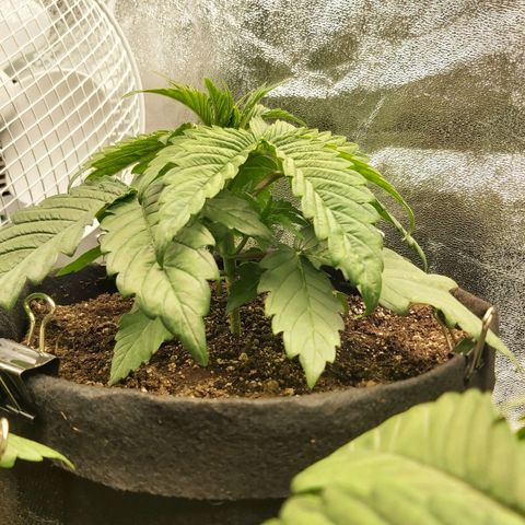 BagSeed A (x4) growlog photo: 10:15pm